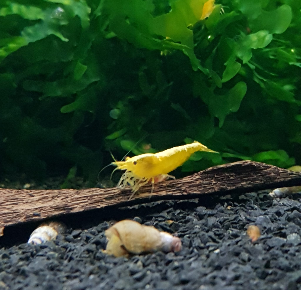 Yellow Fire Neon Stripe